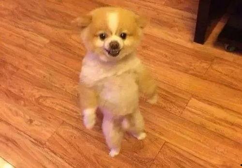 抖音网红狗子与我吃瓜 第2张 抖音网红狗子与我吃瓜 第2张